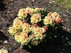 Rhododendron 'Goldprinz' -Günstiges Erd Seele Geschäft rhododendron goldprinz m003972 w 0