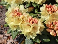 Rhododendron 'Goldprinz' -Günstiges Erd Seele Geschäft rhododendron goldprinz m003972 w 2