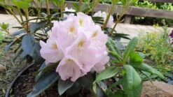 Rhododendron 'Gomer Waterer' -Günstiges Erd Seele Geschäft rhododendron gomer waterer m002332 196578 0