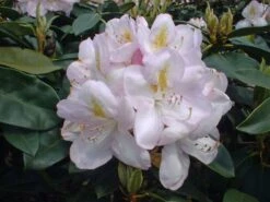 Rhododendron 'Gomer Waterer'