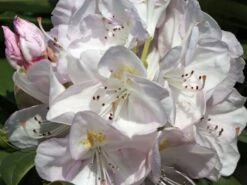 Rhododendron 'Gomer Waterer' -Günstiges Erd Seele Geschäft rhododendron gomer waterer m002332 w 0