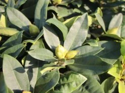 Rhododendron 'Gomer Waterer' -Günstiges Erd Seele Geschäft rhododendron gomer waterer m002332 w 2