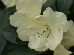 Rhododendron 'Graf Lennart' -Günstiges Erd Seele Geschäft rhododendron graf lennart m006882 w 0