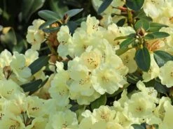 Rhododendron 'Graf Lennart' -Günstiges Erd Seele Geschäft rhododendron graf lennart m006882 w 1