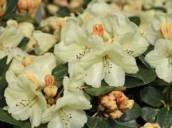 Rhododendron 'Graf Lennart' -Günstiges Erd Seele Geschäft rhododendron graf lennart m006882 w 3