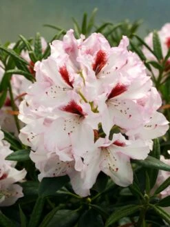 Rhododendron 'Graffito' ® -Günstiges Erd Seele Geschäft rhododendron graffito m003708 w 0