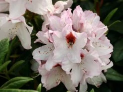 Rhododendron 'Graffito' ® -Günstiges Erd Seele Geschäft rhododendron graffito m003708 w 1
