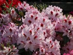 Rhododendron 'Graffito' ® -Günstiges Erd Seele Geschäft rhododendron graffito m003708 w 3