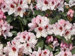 Rhododendron 'Graffito' ® -Günstiges Erd Seele Geschäft rhododendron graffito m003708 w 4