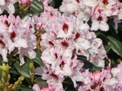 Rhododendron 'Graffito' ® -Günstiges Erd Seele Geschäft rhododendron graffito m003708 w 6