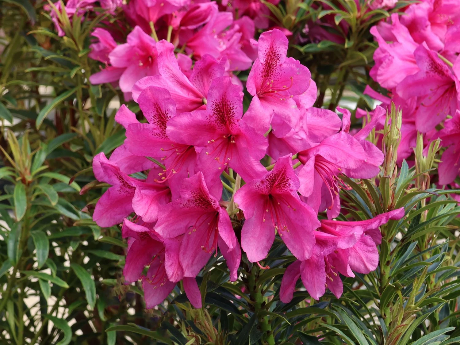 Rhododendron Grazeasy ® 'Dark Pink' 3 Rhododendron Grazeasy ® 'Dark Pink'