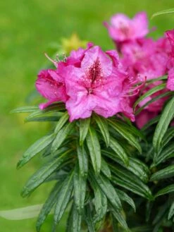 Rhododendron Grazeasy ® 'Dark Pink' 15 Rhododendron Grazeasy ® 'Dark Pink' -Günstiges Erd Seele Geschäft rhododendron grazeasy dark pink m123501 w 0