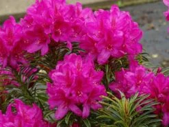 Rhododendron Grazeasy ® 'Dark Pink' 16 Rhododendron Grazeasy ® 'Dark Pink' -Günstiges Erd Seele Geschäft rhododendron grazeasy dark pink m123501 w 1
