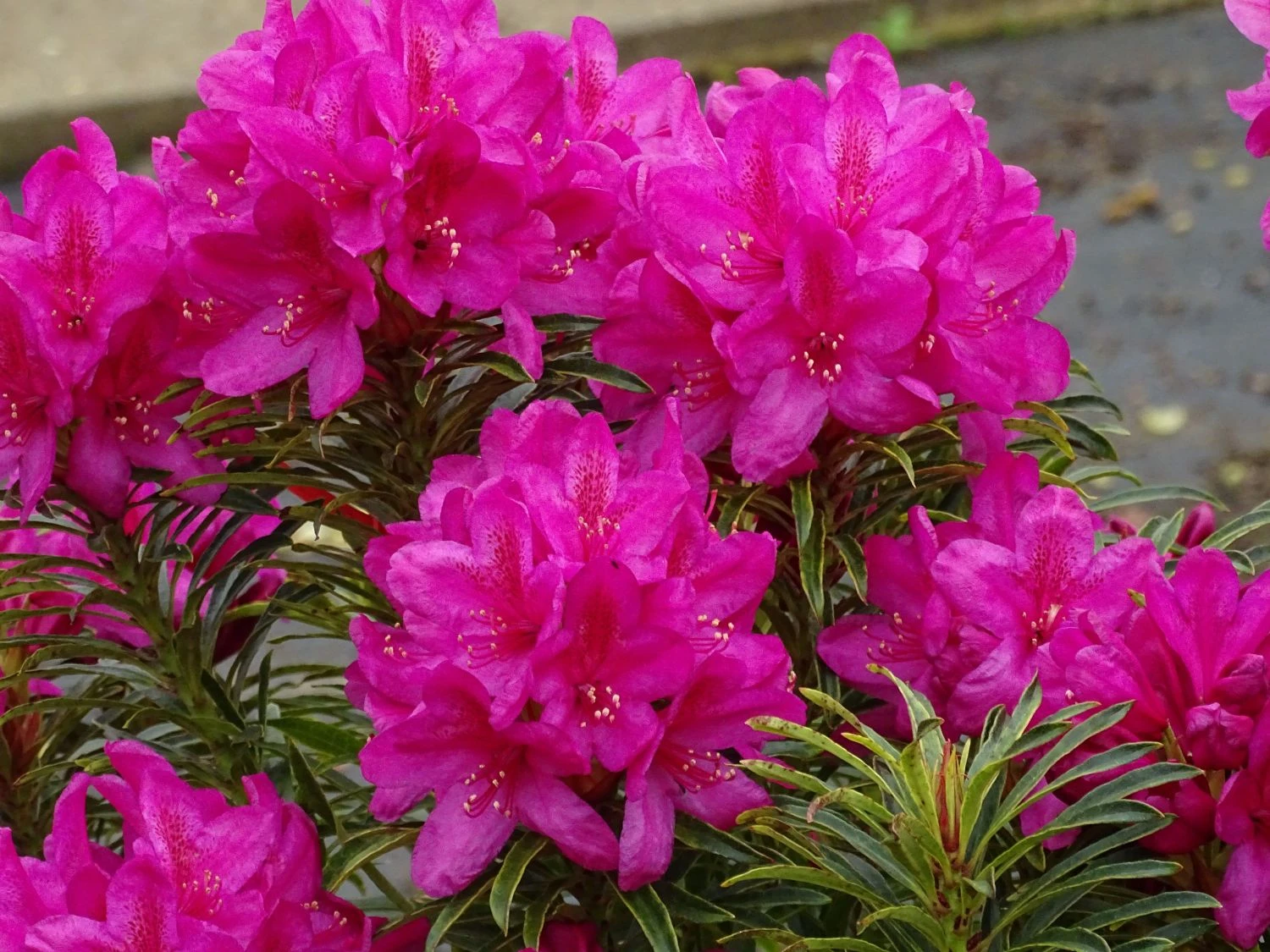 Rhododendron Grazeasy ® 'Dark Pink' 9 Rhododendron Grazeasy ® 'Dark Pink' – Bild 7