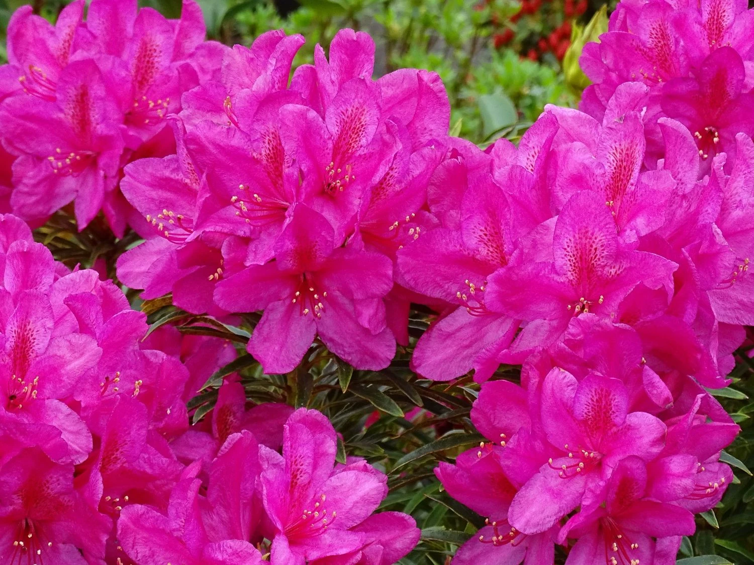 Rhododendron Grazeasy ® 'Dark Pink' 7 Rhododendron Grazeasy ® 'Dark Pink' – Bild 5
