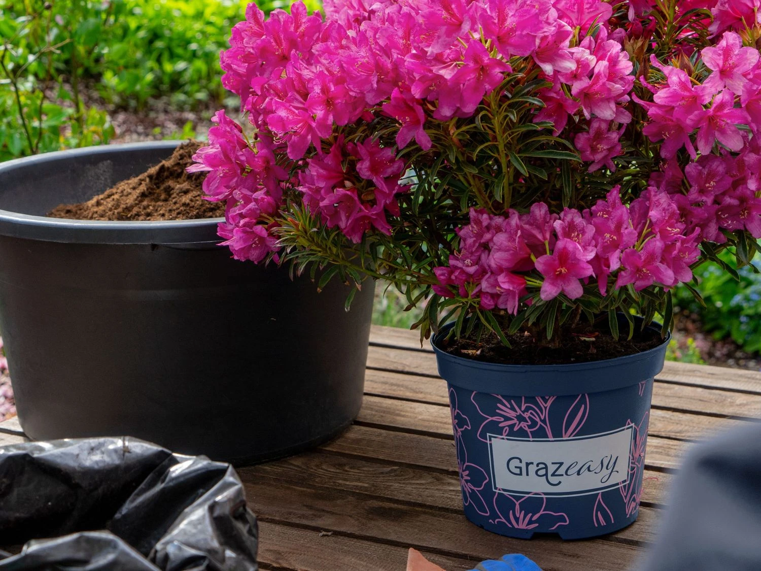 Rhododendron Grazeasy ® 'Dark Pink' 10 Rhododendron Grazeasy ® 'Dark Pink' – Bild 8