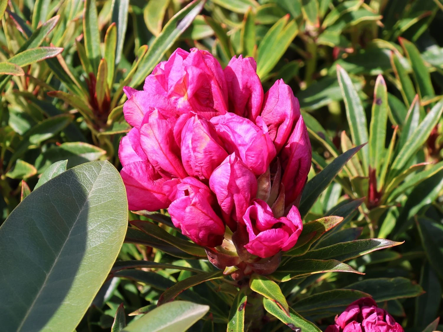Rhododendron Grazeasy ® 'Dark Pink' 5 Rhododendron Grazeasy ® 'Dark Pink' – Bild 3