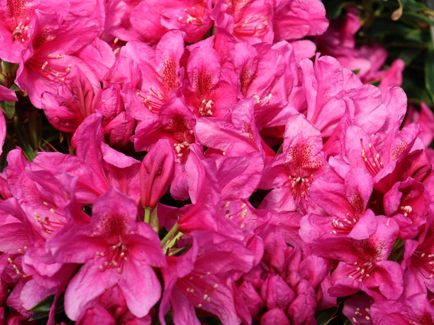 Rhododendron Grazeasy ® 'Dark Pink' 4 Rhododendron Grazeasy ® 'Dark Pink' – Bild 2