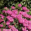 Rhododendron 'Graziella' -Günstiges Erd Seele Geschäft rhododendron graziella m004210 h 0