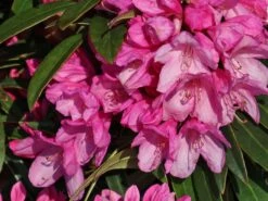 Rhododendron 'Graziella' -Günstiges Erd Seele Geschäft rhododendron graziella m004210 w 0