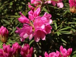 Rhododendron 'Graziella' -Günstiges Erd Seele Geschäft rhododendron graziella m004210 w 1