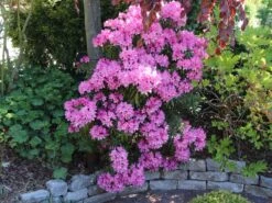 Rhododendron 'Graziella' -Günstiges Erd Seele Geschäft rhododendron graziella m004210 w 10