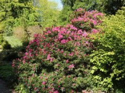 Rhododendron 'Graziella' -Günstiges Erd Seele Geschäft rhododendron graziella m004210 w 11