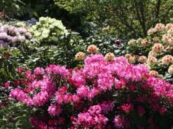 Rhododendron 'Graziella' -Günstiges Erd Seele Geschäft rhododendron graziella m004210 w 4