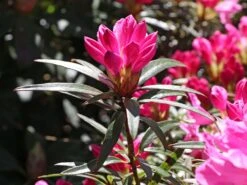 Rhododendron 'Graziella' -Günstiges Erd Seele Geschäft rhododendron graziella m004210 w 5