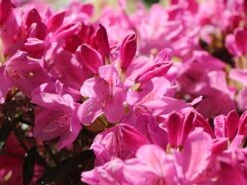 Rhododendron 'Graziella' -Günstiges Erd Seele Geschäft rhododendron graziella m004210 w 6