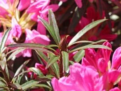 Rhododendron 'Graziella' -Günstiges Erd Seele Geschäft rhododendron graziella m004210 w 7