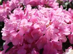 Rhododendron 'Graziella' -Günstiges Erd Seele Geschäft rhododendron graziella m004210 w 8