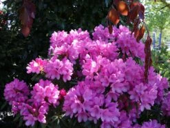 Rhododendron 'Graziella' -Günstiges Erd Seele Geschäft rhododendron graziella m004210 w 9