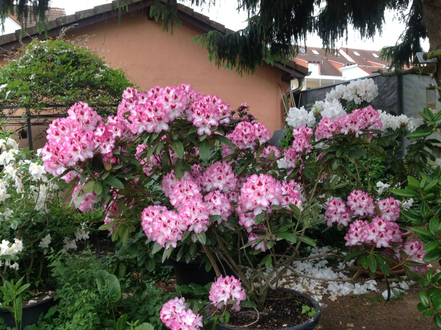 Rhododendron 'Hachmann's Charmant' ® 13 Rhododendron 'Hachmann's Charmant' ® – Bild 11