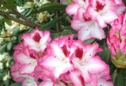 Rhododendron 'Hachmann's Charmant' ® 22 Rhododendron 'Hachmann's Charmant' ® -Günstiges Erd Seele Geschäft rhododendron hachmanns charmant s m003320 676001 1