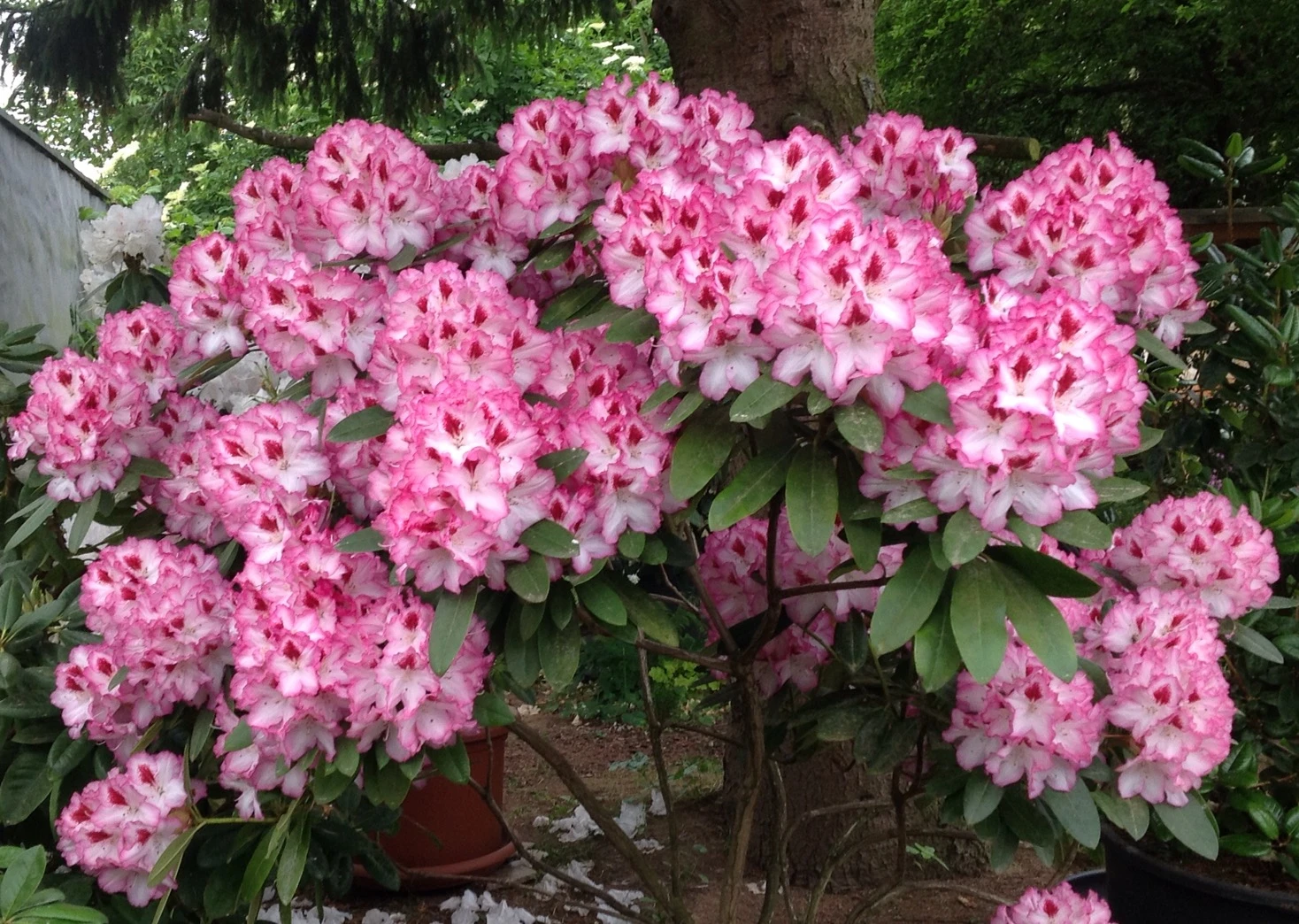 Rhododendron 'Hachmann's Charmant' ® 11 Rhododendron 'Hachmann's Charmant' ® – Bild 9