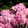 Rhododendron 'Hachmann's Charmant' ®