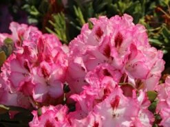 Rhododendron 'Hachmann's Charmant' ® 16 Rhododendron 'Hachmann's Charmant' ® -Günstiges Erd Seele Geschäft rhododendron hachmanns charmant s m003320 w 0