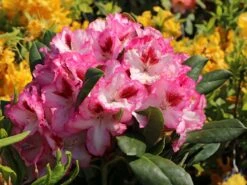 Rhododendron 'Hachmann's Charmant' ® 18 Rhododendron 'Hachmann's Charmant' ® -Günstiges Erd Seele Geschäft rhododendron hachmanns charmant s m003320 w 1