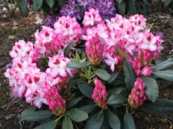 Rhododendron 'Hachmann's Charmant' ® 17 Rhododendron 'Hachmann's Charmant' ® -Günstiges Erd Seele Geschäft rhododendron hachmanns charmant s m003320 w 2