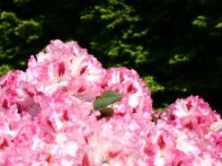 Rhododendron 'Hachmann's Charmant' ® 15 Rhododendron 'Hachmann's Charmant' ® -Günstiges Erd Seele Geschäft rhododendron hachmanns charmant s m003320 w 3