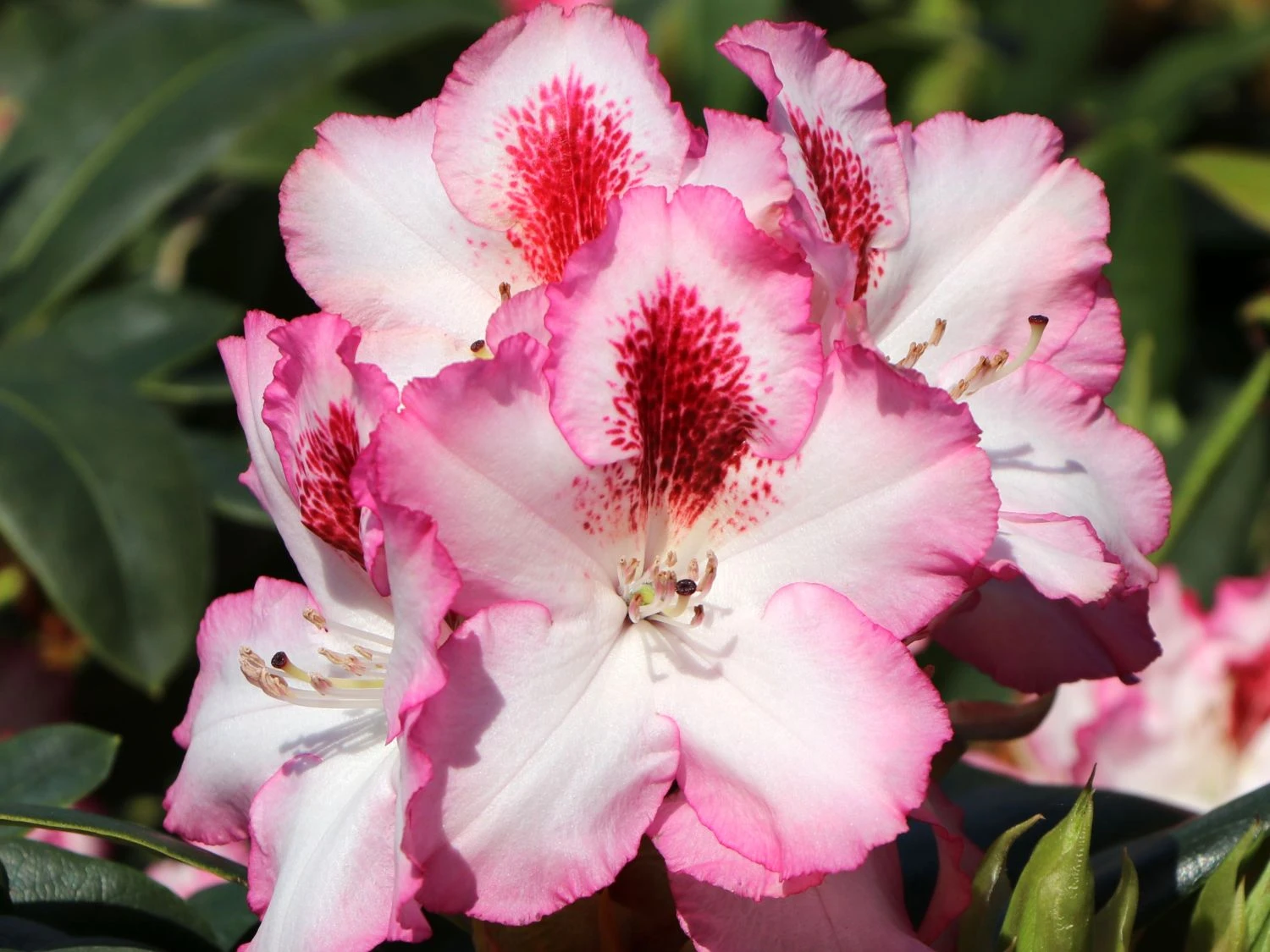 Rhododendron 'Hachmann's Charmant' ® 9 Rhododendron 'Hachmann's Charmant' ® – Bild 7