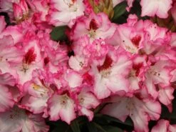 Rhododendron 'Hachmann's Charmant' ® 20 Rhododendron 'Hachmann's Charmant' ® -Günstiges Erd Seele Geschäft rhododendron hachmanns charmant s m003320 w 8