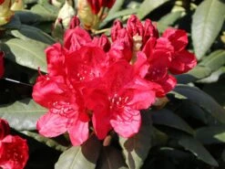 Rhododendron 'Hachmann's Feuerschein' (S) -Günstiges Erd Seele Geschäft rhododendron hachmanns feuerschein s m002336 w 1