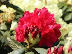 Rhododendron 'Hachmann's Feuerschein' (S) -Günstiges Erd Seele Geschäft rhododendron hachmanns feuerschein s m002336 w 2