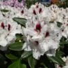 Rhododendron 'Hachmann's Picobello' ® -Günstiges Erd Seele Geschäft rhododendron hachmanns picobello m003044 h 0