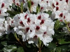 Rhododendron 'Hachmann's Picobello' ® -Günstiges Erd Seele Geschäft rhododendron hachmanns picobello m003044 w 0