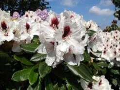Rhododendron 'Hachmann's Picobello' ® -Günstiges Erd Seele Geschäft rhododendron hachmanns picobello m003044 w 1