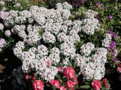 Rhododendron 'Hachmann's Picobello' ® -Günstiges Erd Seele Geschäft rhododendron hachmanns picobello m003044 w 2