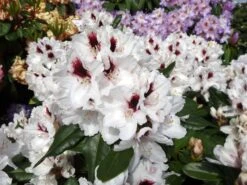 Rhododendron 'Hachmann's Picobello' ® -Günstiges Erd Seele Geschäft rhododendron hachmanns picobello m003044 w 3
